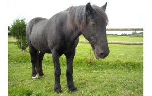 pony caught in fence