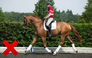  Note that the extended forelimb is furthest from the camera