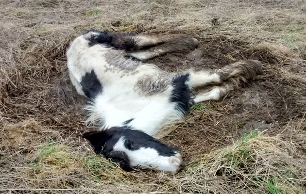 dead foal1