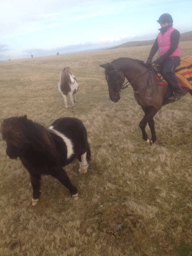 Lizzie Luxton Harry and ponies