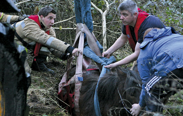 horse rescue rescues emergency