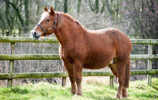 Artificial Insemination shoot 04 03 2015