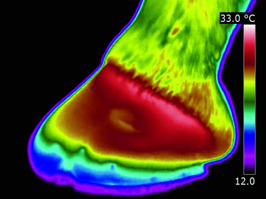 30.inflammation in hoof capsule