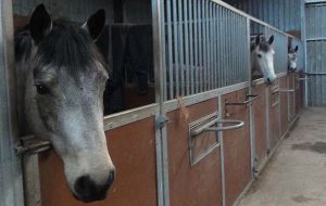 Could one of these be Pony Mad Mum's Mr Right?