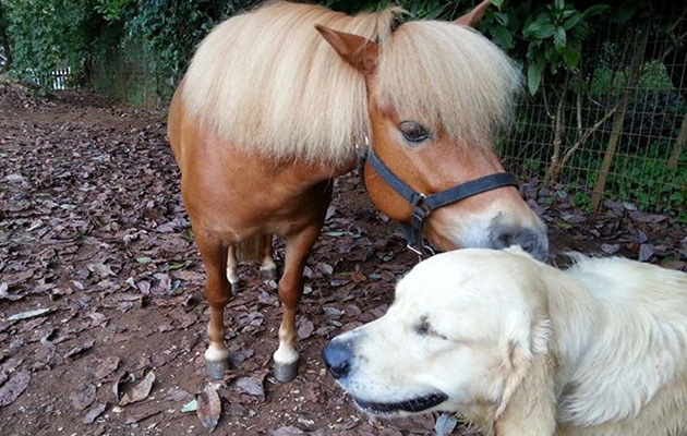 horses with unusual companions