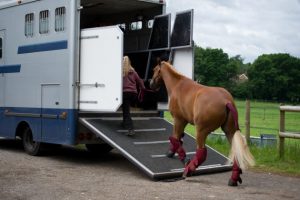 Travelling horses