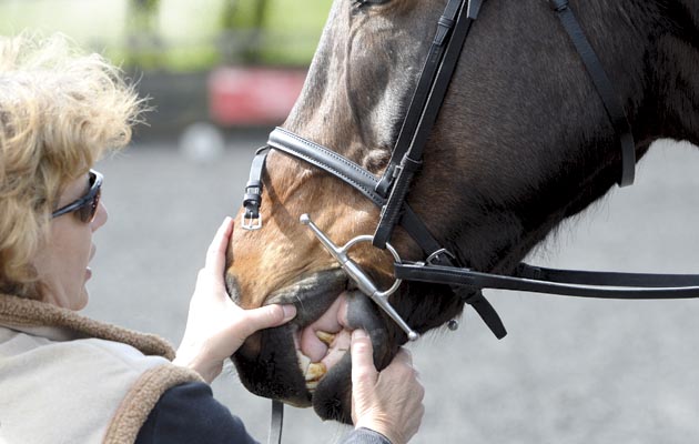 Hilary Veron explains how to choose the right bit by examining the mouth and tongue of the horse.