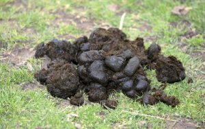 horse poo electricity