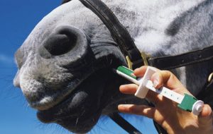 horse worming advice