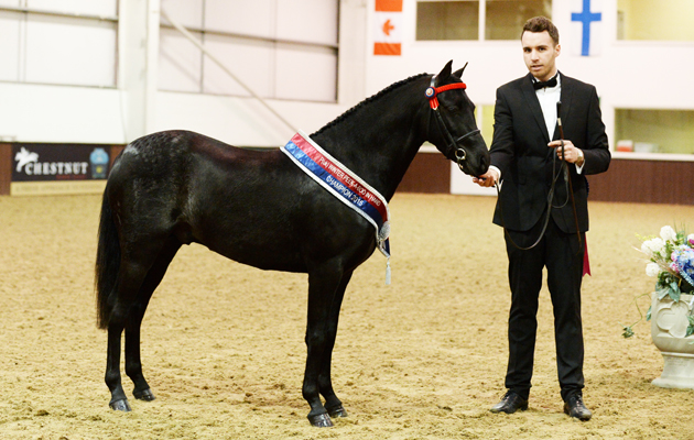 Ponies Association (UK) Winter Classic 2015 on 28 03 2015