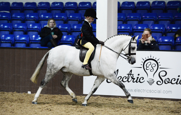 Ponies Association (UK) Winter Classic 2015 on 28 03 2015