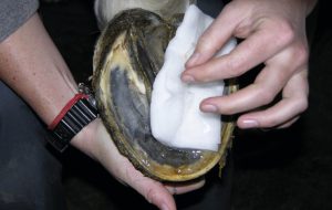 Poulticing a horse's foot