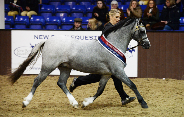 Ponies Association (UK) Winter Classic 2015 on 28 03 2015