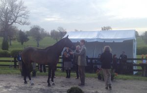 William Fox-Pitt and Bay My Hero at the final horse inspection at Rolex Kentucky 2015