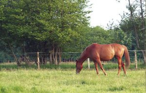 Knowing how to care for your horse during a heatwave is important for all horse owners