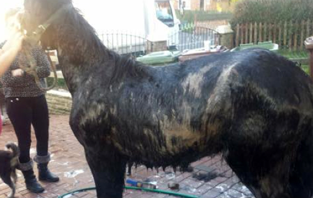 pony covered in oil