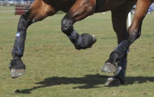 keep horses legs healthy