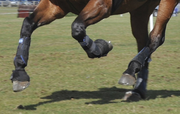 Is Your Horse Showing Signs of Problems in its Hind Legs? — Park