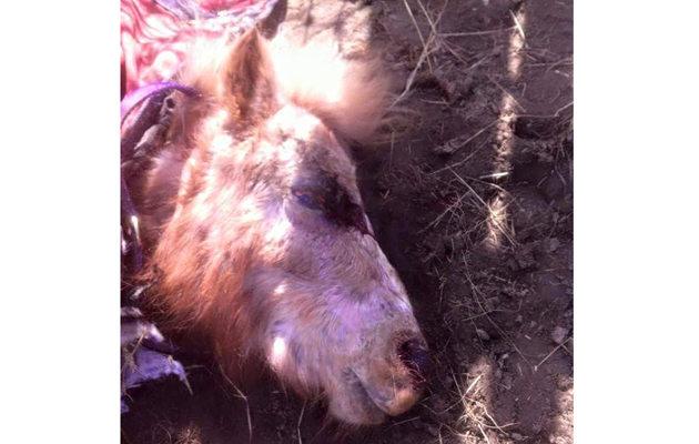 pony beaten with brick