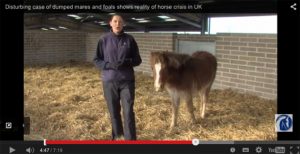 dumped horses