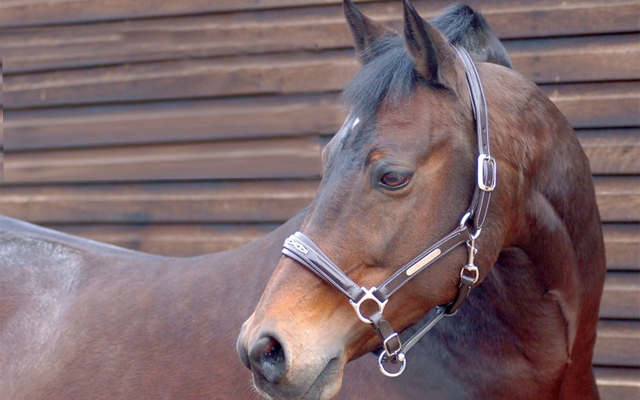 Caldene'-crystal-headcollar