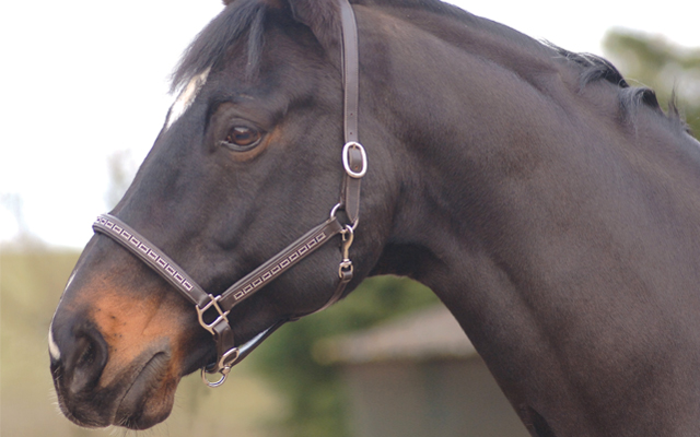 Crystal-leather-headcollar