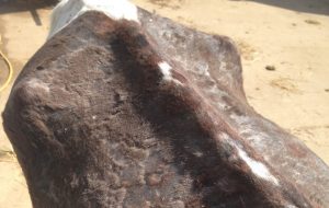 EQRPR Starved horse found by side of road-4