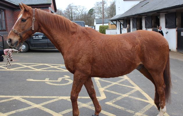 Humphrey after recovering in our care