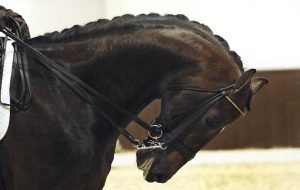 A demonstration of a horse in hyperflexion or rollkur