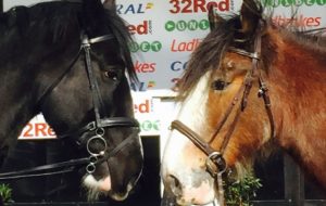 shires and clydesdales race