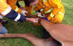 stirrup stuck on horse's leg
