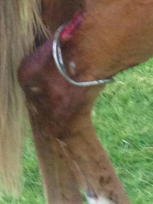 Credit: Barwon Equine Hospital