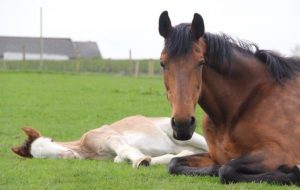 WeeFighterandnewfostermare