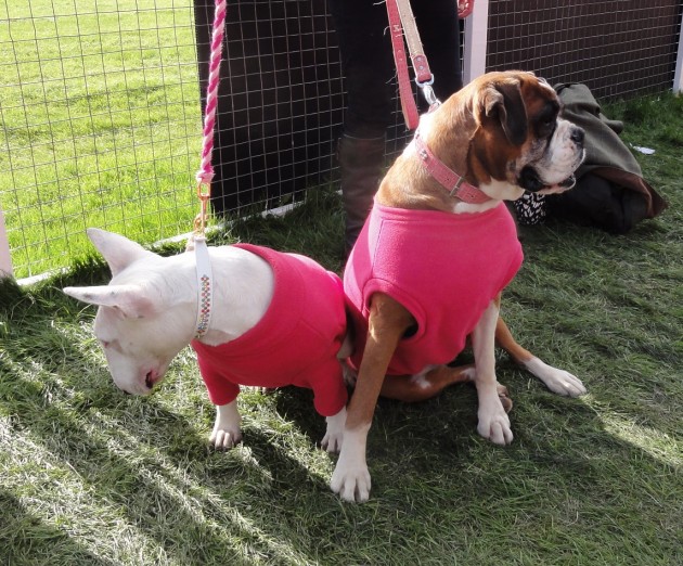 boxer and bull terrier