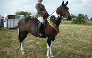 coloured horses for sale