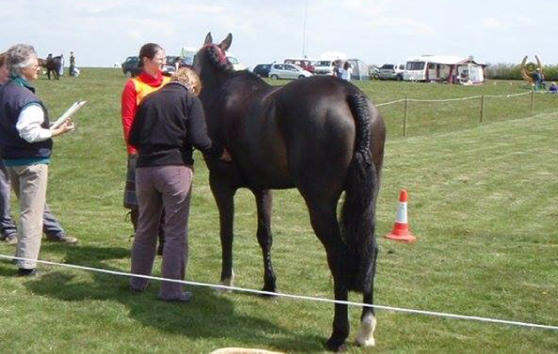 golden horseshoememories6