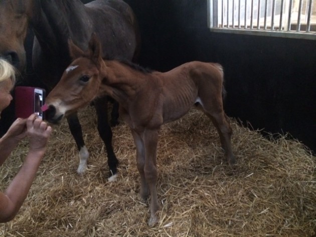 Kings Gem Chilli Morning 2015 foal