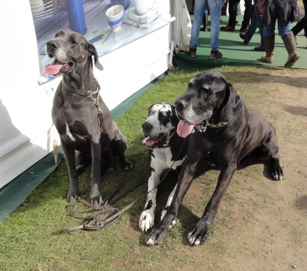 three great danes