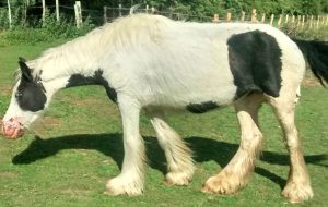 horse found with peeling skin