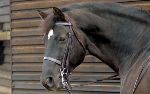 How to hold double bridle reins Caldene-Plain-Double-Bridle