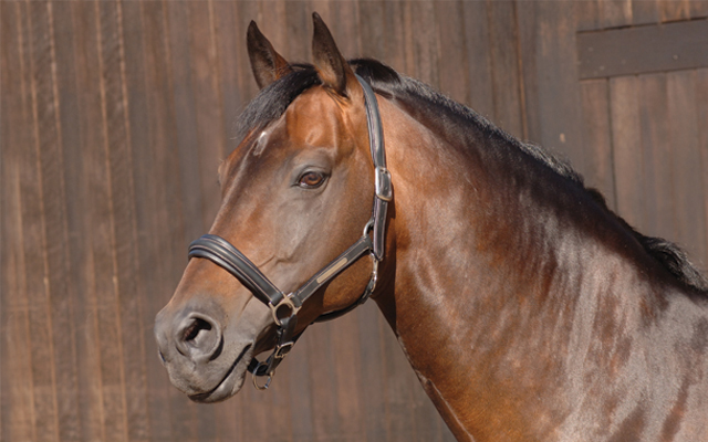 Celdene-Leather-Headcollar