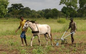 Gambia Horse and Donkey Trust Ploughing