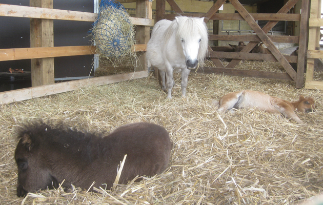 orphan foals