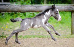 smallest horse
