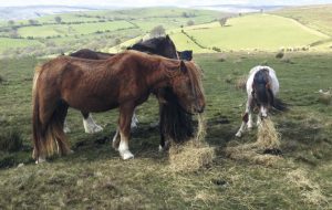 contraception for horses