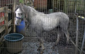 pony found starving