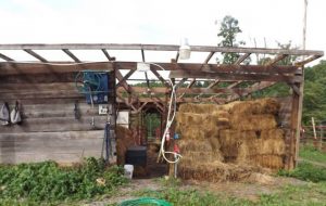 horse killed in storm