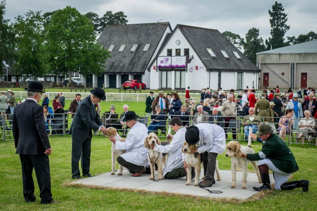 Builth Hound Show 25 06 2015