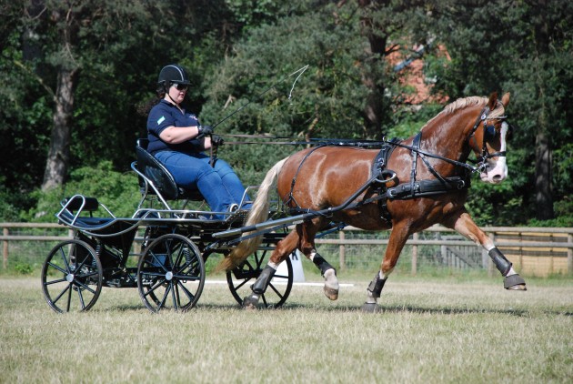 2 Working hard schooling for dressage emily ham