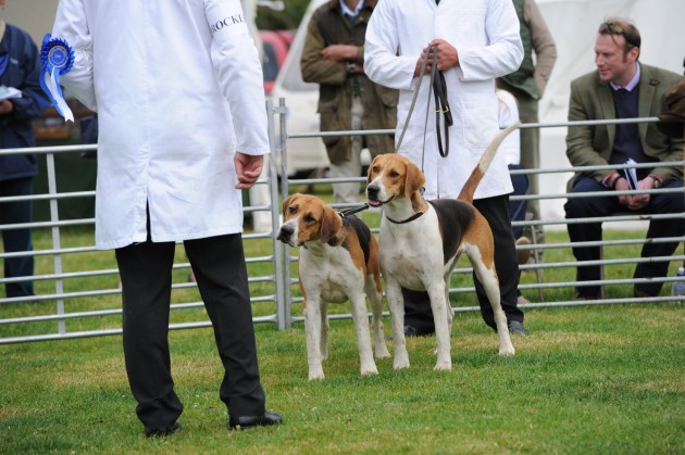Blaston Hound Show 28 06 2015